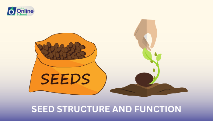 Lesson 09: Seed Structure and Function
